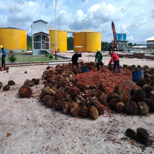 ensemble complet de machine d'extraction d'huile de palmiste