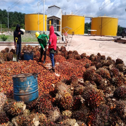 nouvelle presse à huile de palme conçue, extraction d'huile de palme