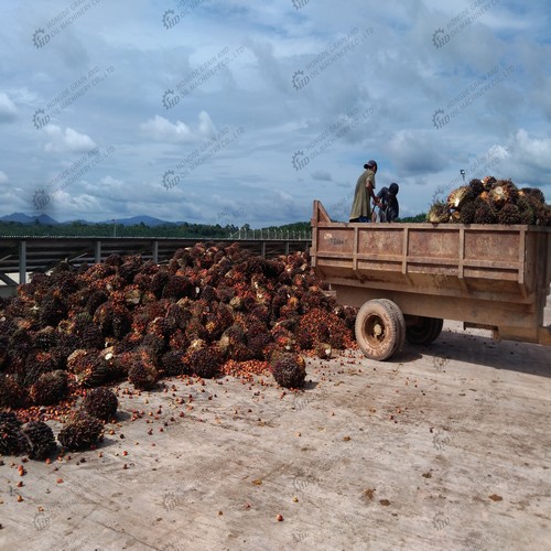 palmier de fractionnement d'huile de palme brute à prix d'usine