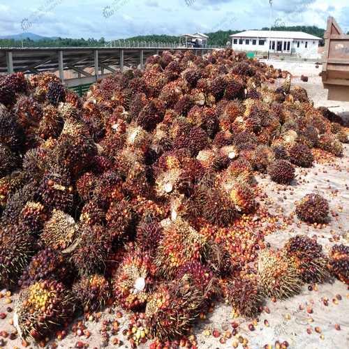 raffinage d'huile de palme 240tpd et huataioilmachine