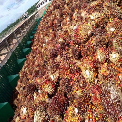 Équipement d'huile de palme professionnel et efficace