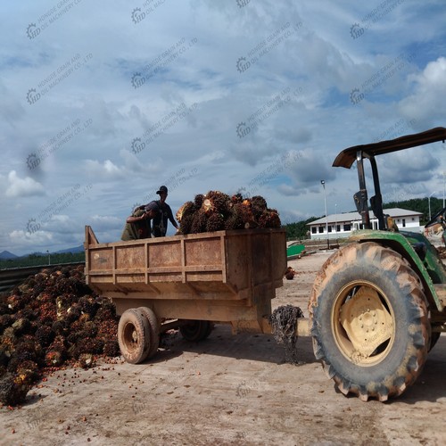 industrie de l'huile de palme, industrie de l'huile de palme en haïti mbl